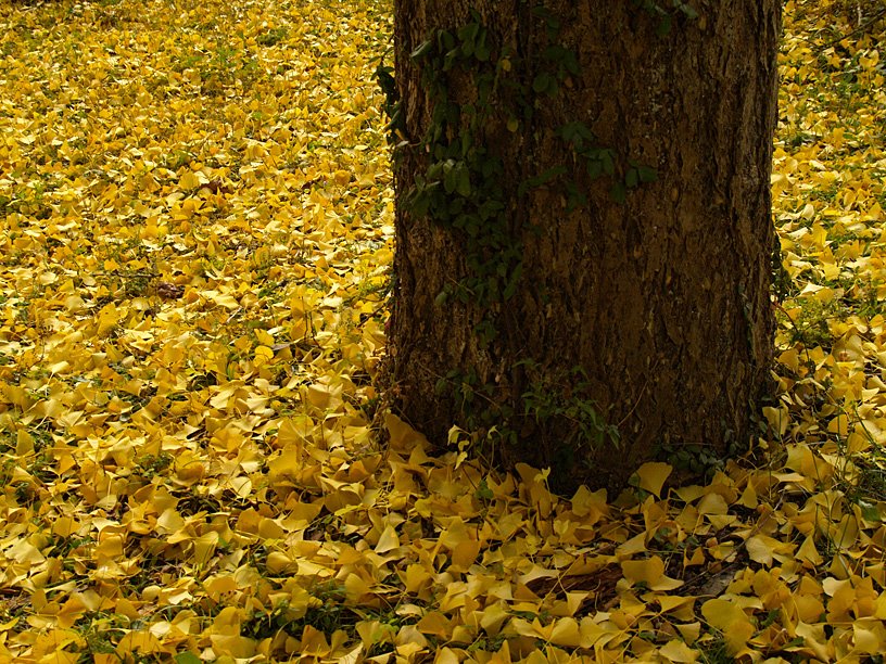 Fallen Leaves by Ryuetsu Kato