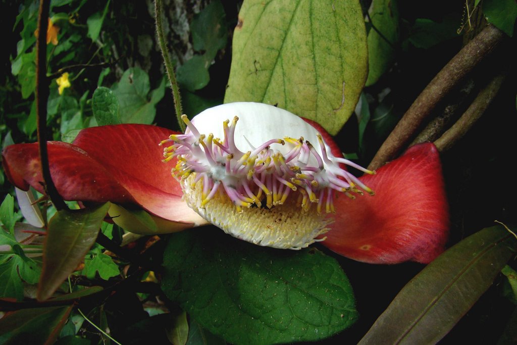 Flor de una Couroupita Guianensis / Coco Hediondo by MiguelAngel Sal