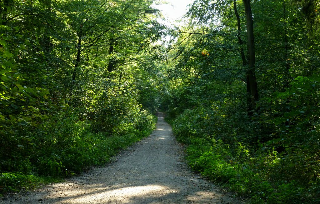 Waldweg by AxelSchnell