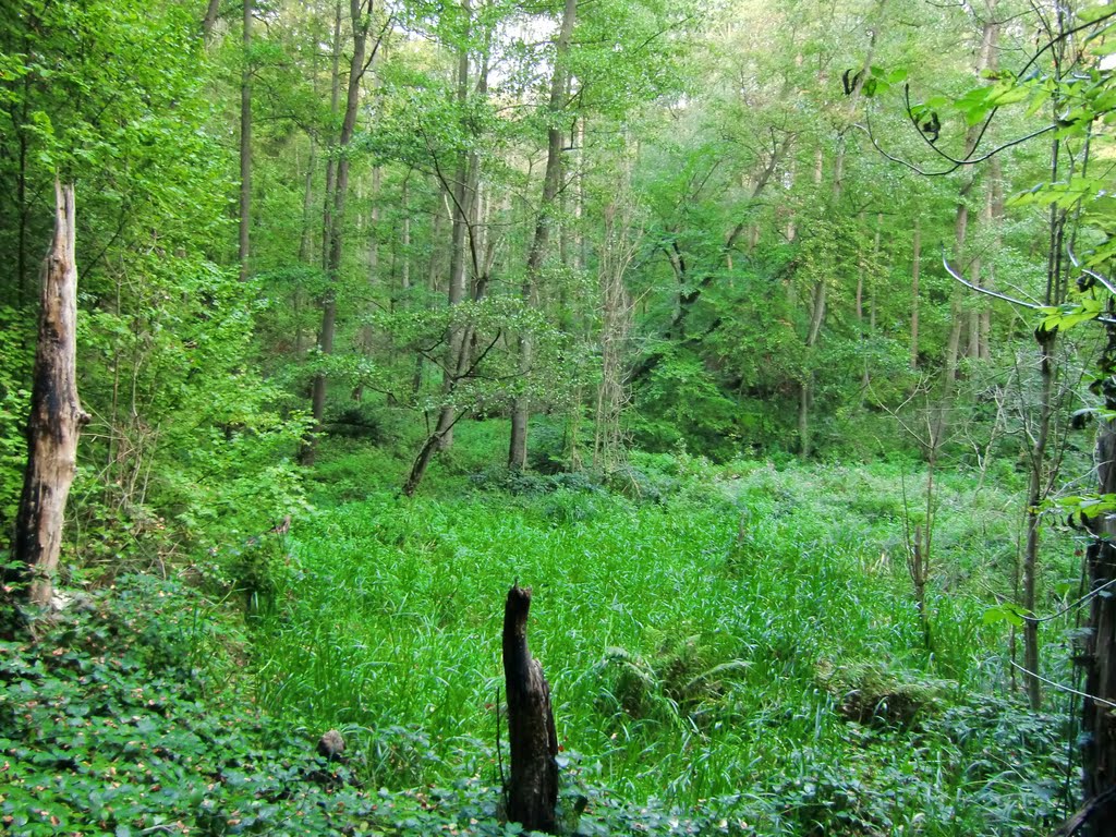 Im Kupfermühlental by Dr. Friedemann Roeßler