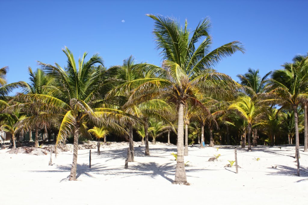 Palmeras en la playa de Akumal con la luna de fondo by Álvaro Campos Gonzal…