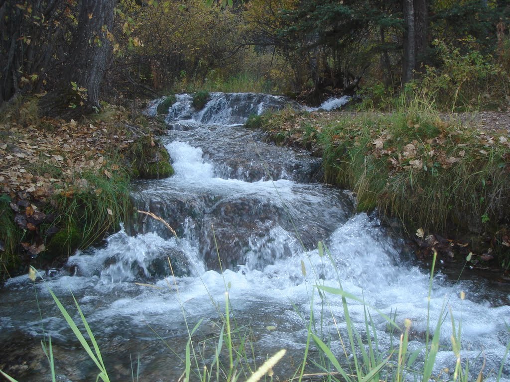 Small but clean stream in Big Hill Springs Provincial Park Oct, 2011. by Tony