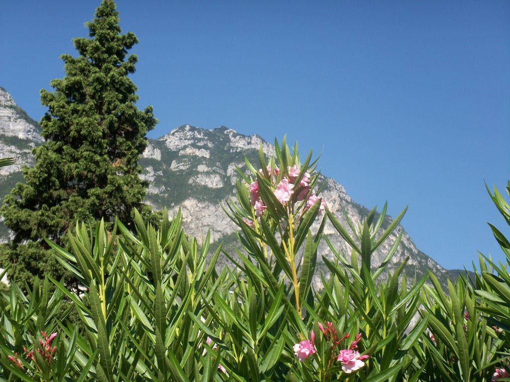 Riva del garda by Molnár Judit jucyfru…