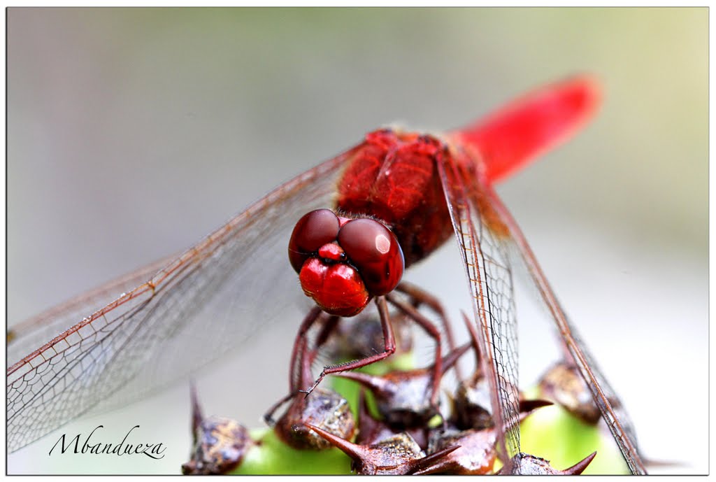 En rojo 3 by mbandueza