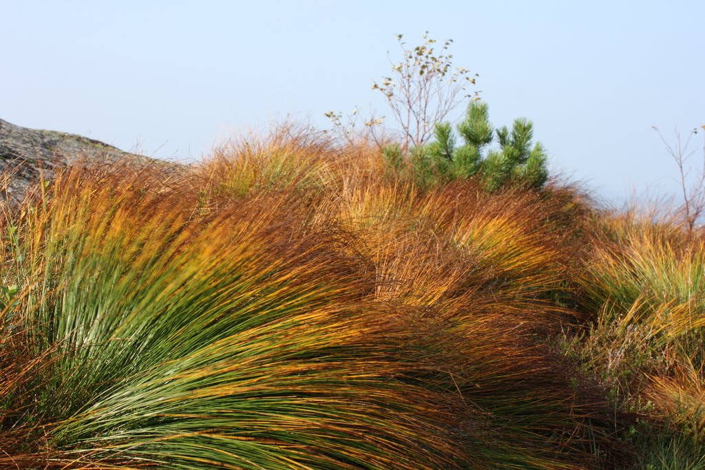 Great september colors at Sandviksfjellet by Mona Lygre