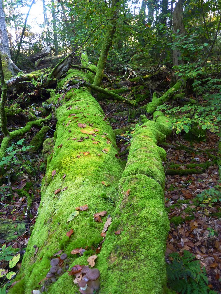 Ein gefallene Baum schön moosig eingepackt by thor@odin™