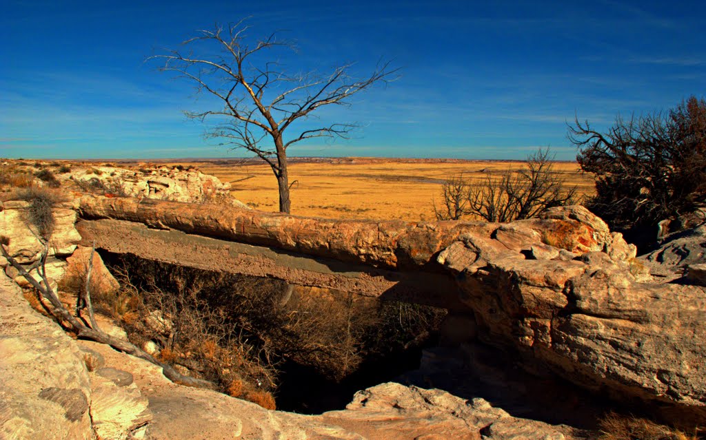 Petrified Forest National Park Agate Bridge by Dan Smith