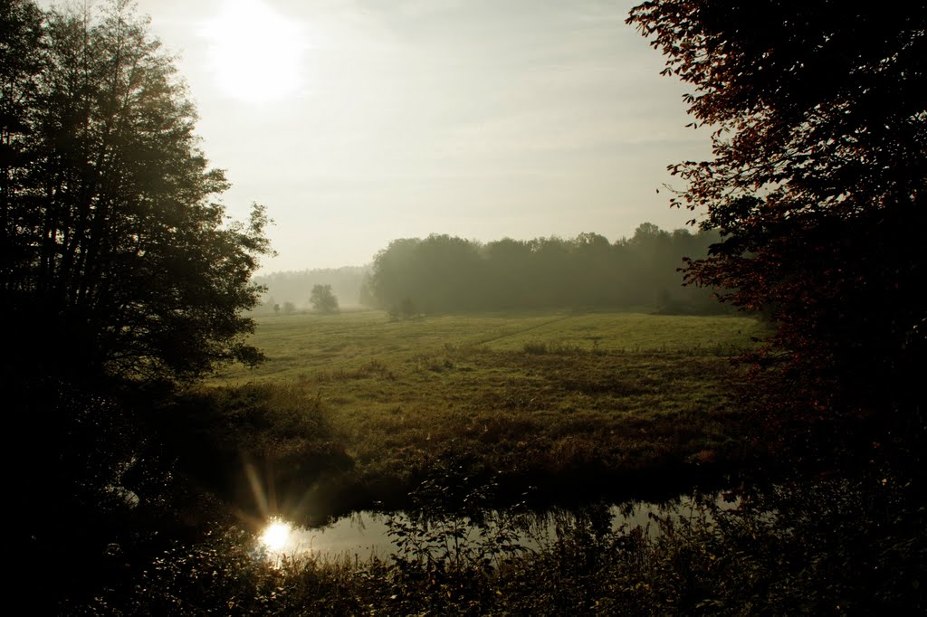 Misty morning by David Travis