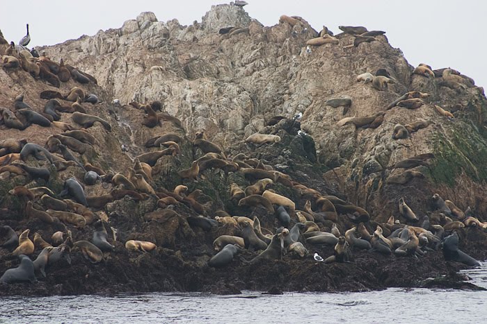 Seals by Pictographer