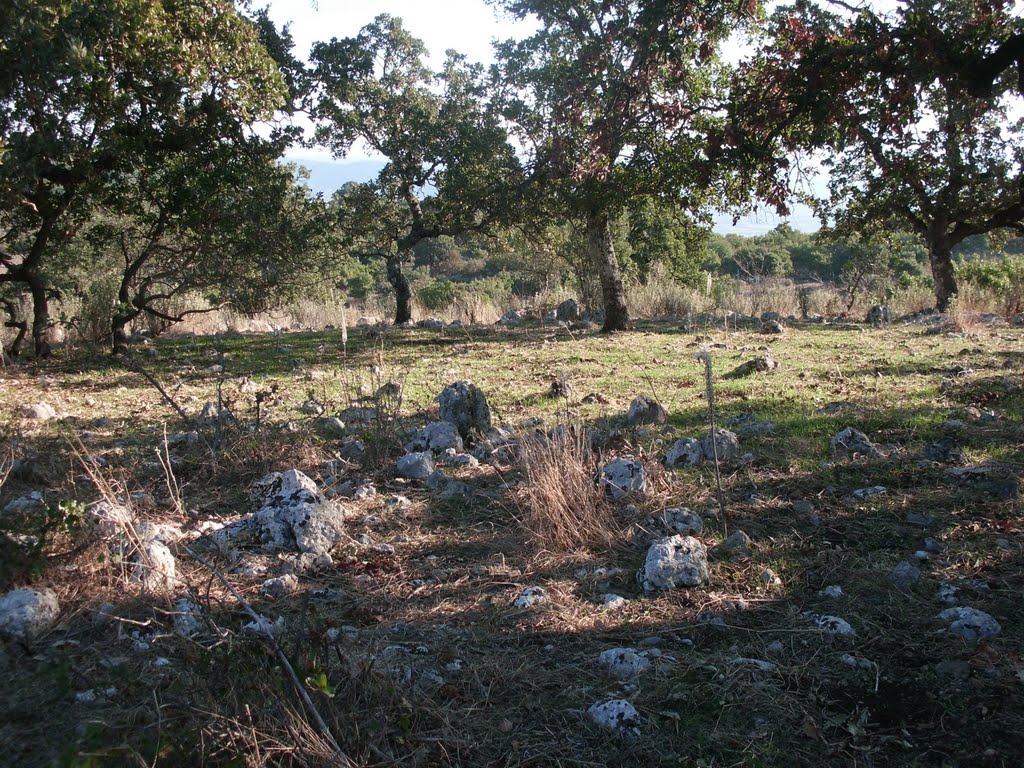 Χώρος αποξήρανσης βαλανιδιών by Apostolos Tzoganis