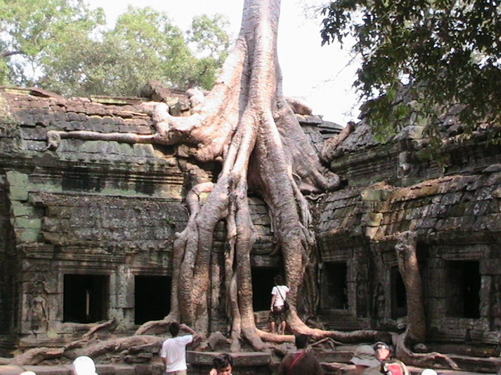 Banyan tree at Ta Phrom by jenne