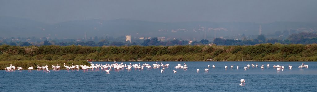 Camargue by Unda J.