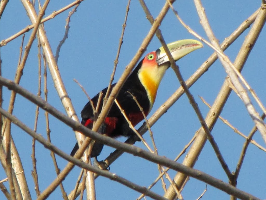 Tucano do bico verde - Ramphastos dicolorus (Linnaeus, 1766) by Sílvio César Montibe…