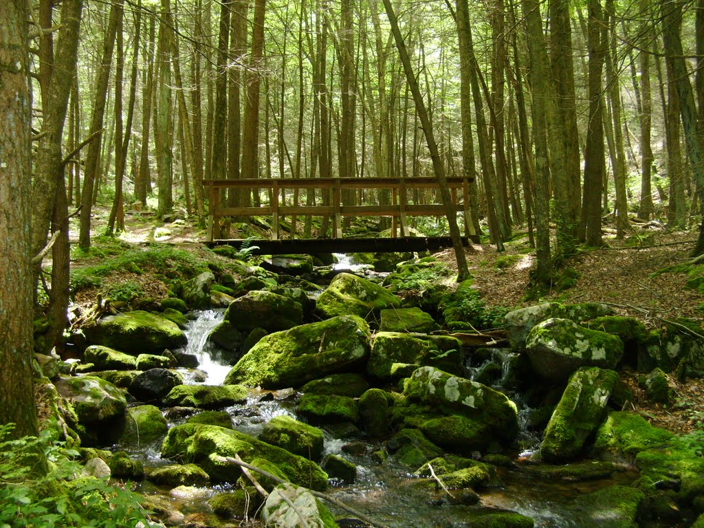 Hemlocks Trail Bridge by Kyle Fawcett