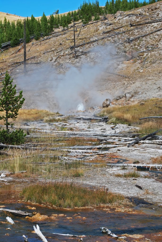 Constant Geyser, Yellowstone NP, WY by bobbudi