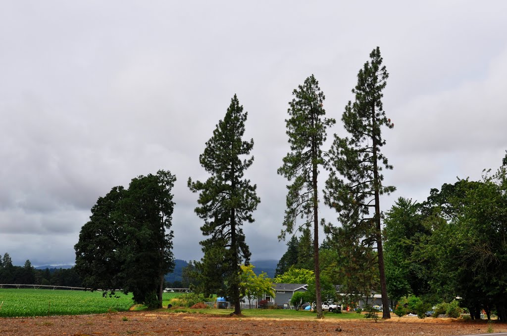 Oregon's countryside by Bartolomeo Gorgoglione