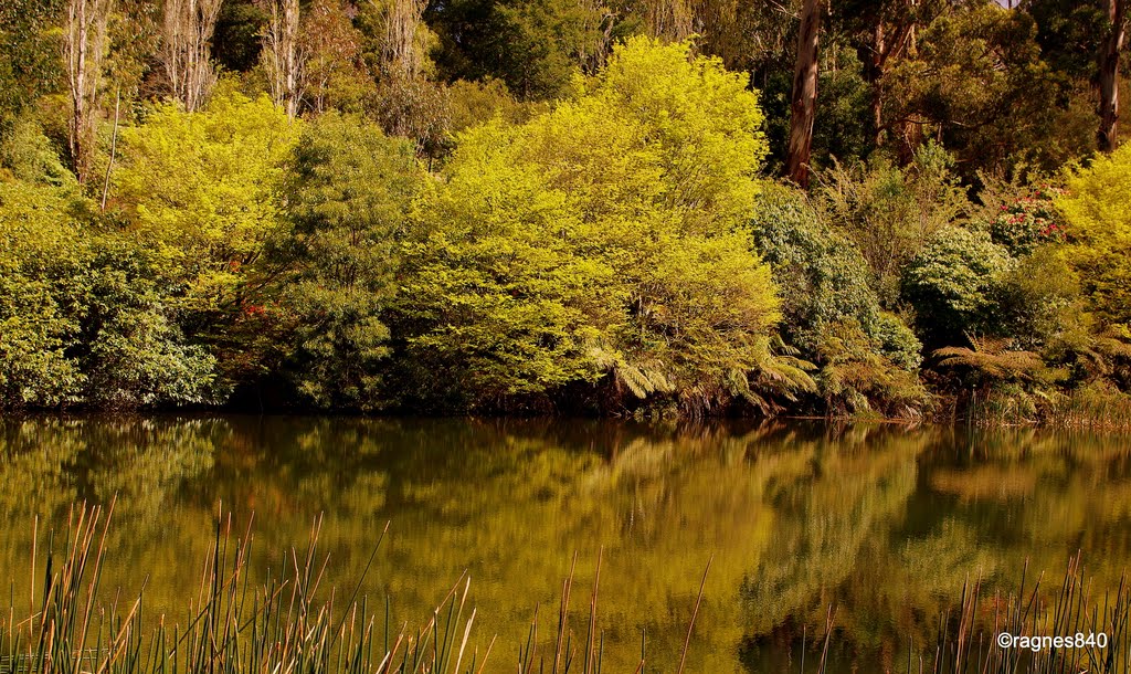 Reflection on the lake.olinda.au. by Roger Agnes