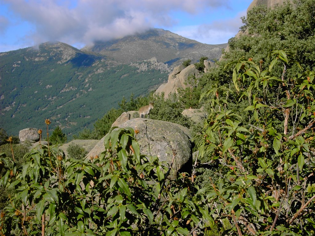 La Pedriza. Cabras montesas by José Manuel Martín C…