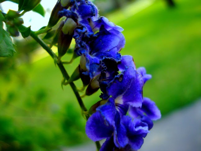 Blue flowers by Betty Carvalho