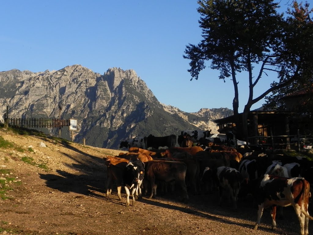 Vacche in attesa della mungitura a malga morando by federico.visona