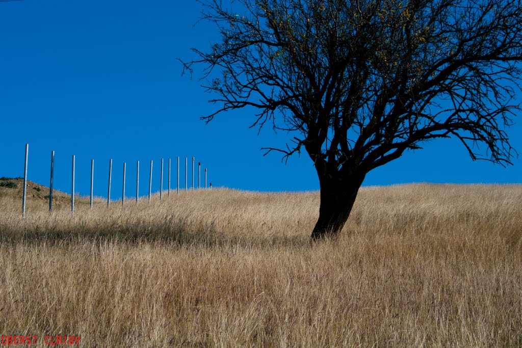 Lonelier tree... by claiby