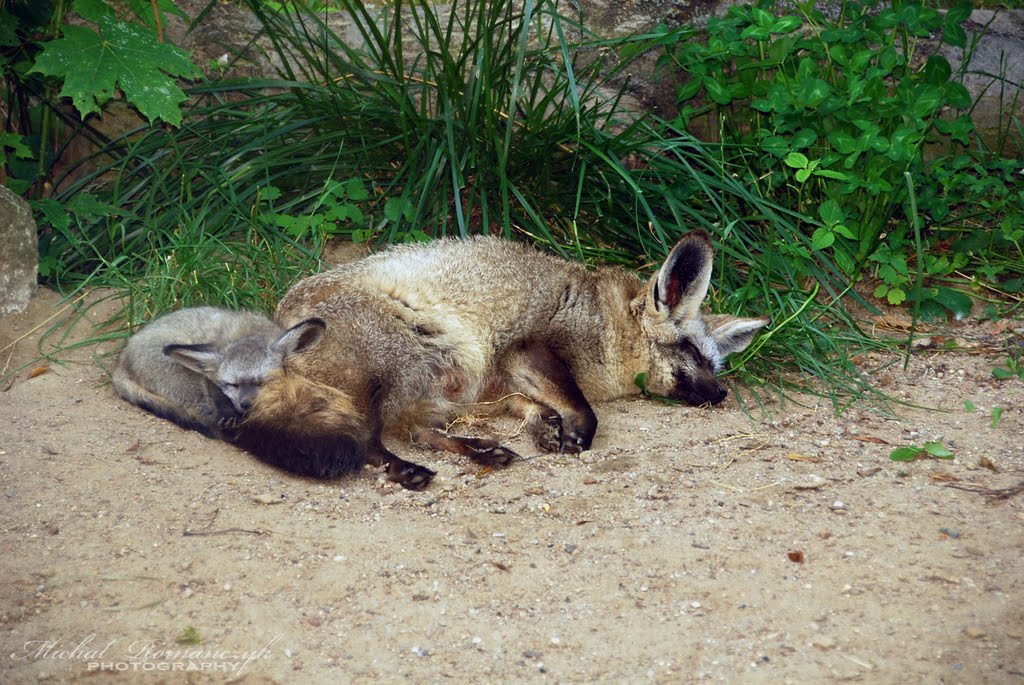 Otocjon - Nowe Zoo Poznań by Misiaczek