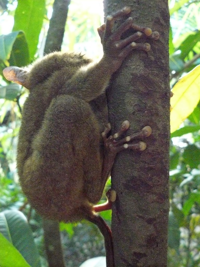 Tarsier II by luchog