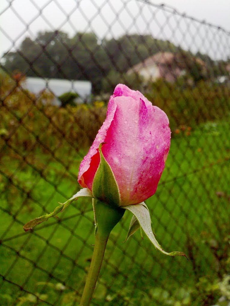 Alambrada y rosas by Lola de Oya