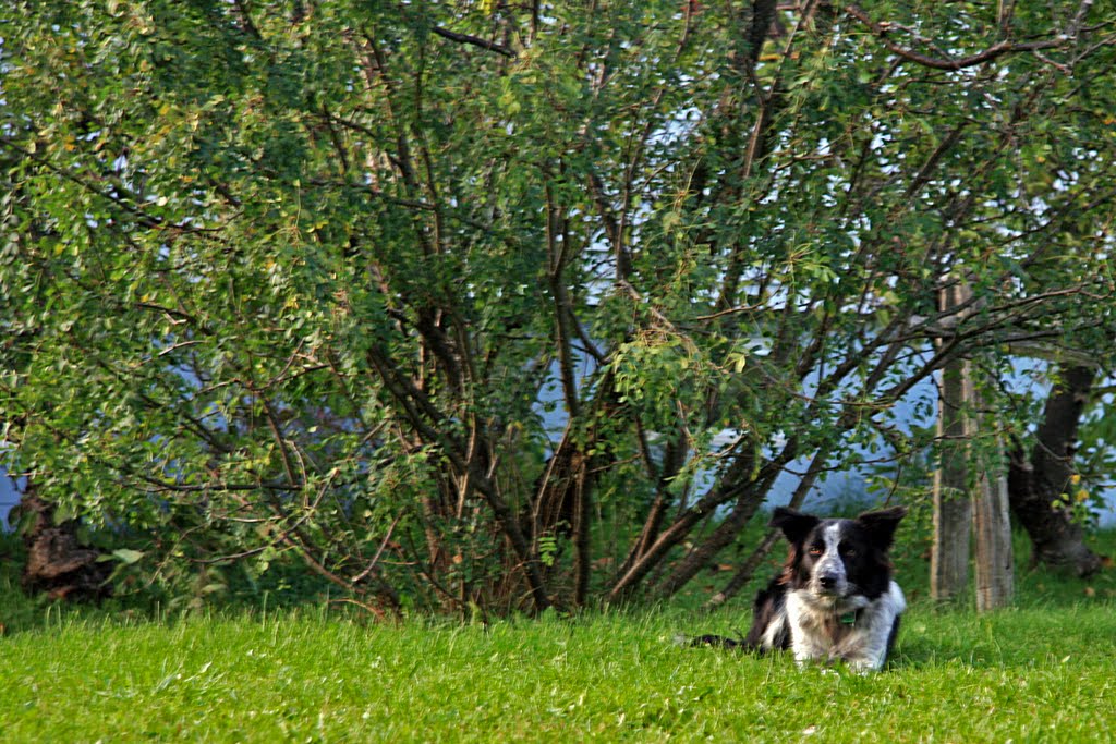 Geynnie, Border Collie, Otterburn Park, QC, Canada by Marc Latrémouille