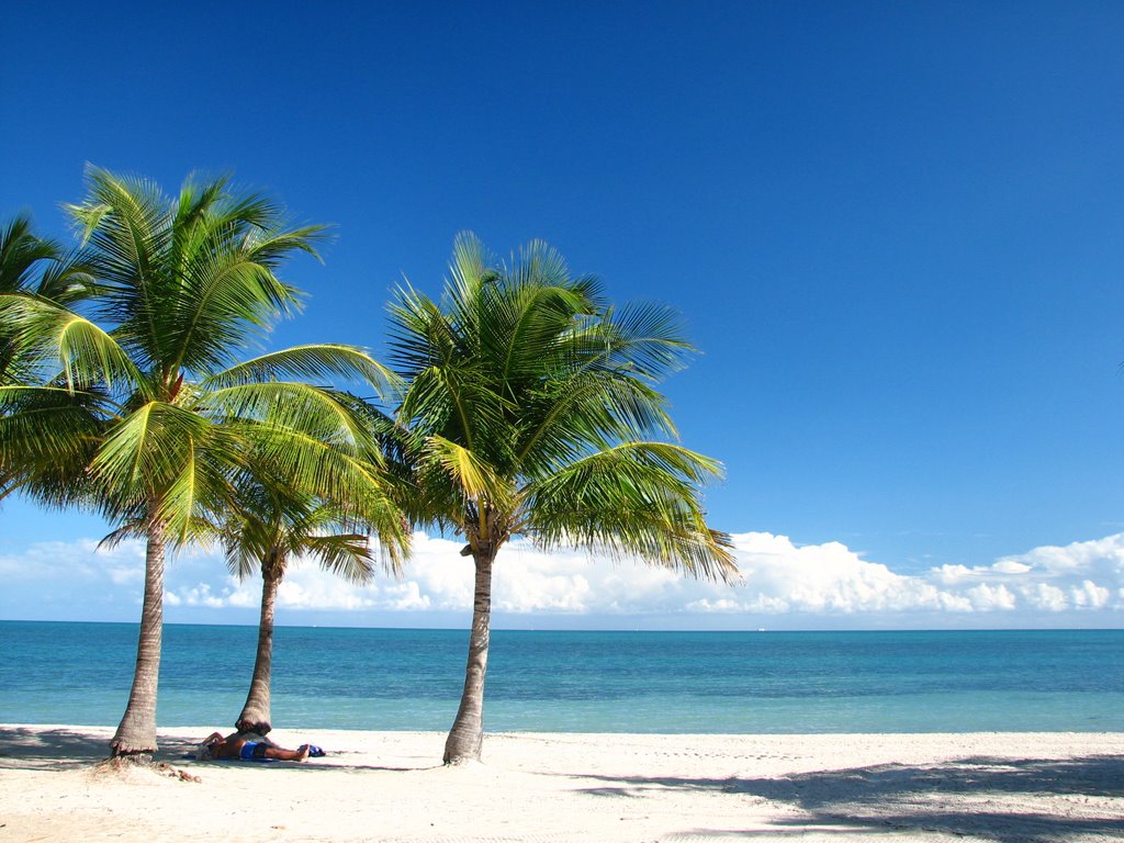 Key Biscayne - Coconut trees by barbergman