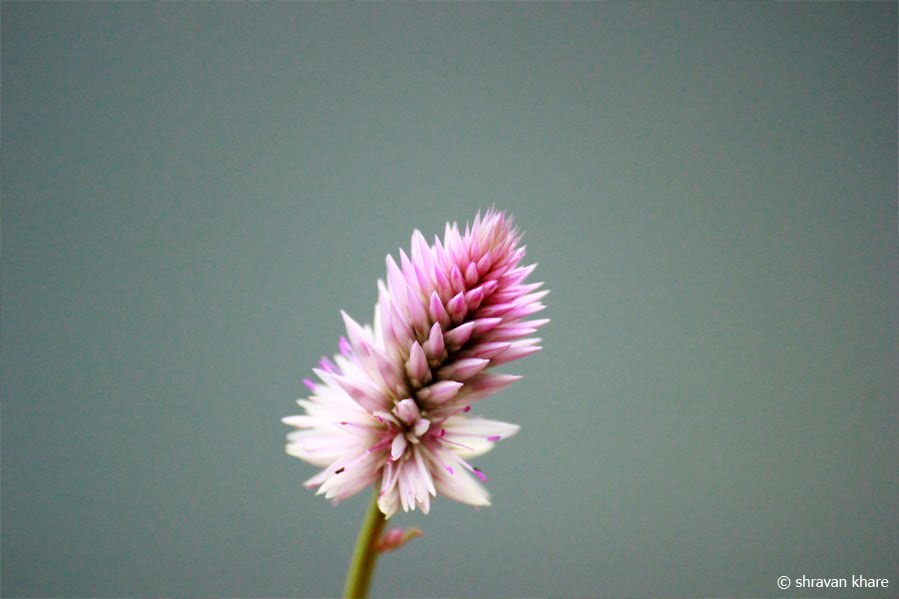 A different looking flower found atop the Sinhgad Fort. by shravan khare