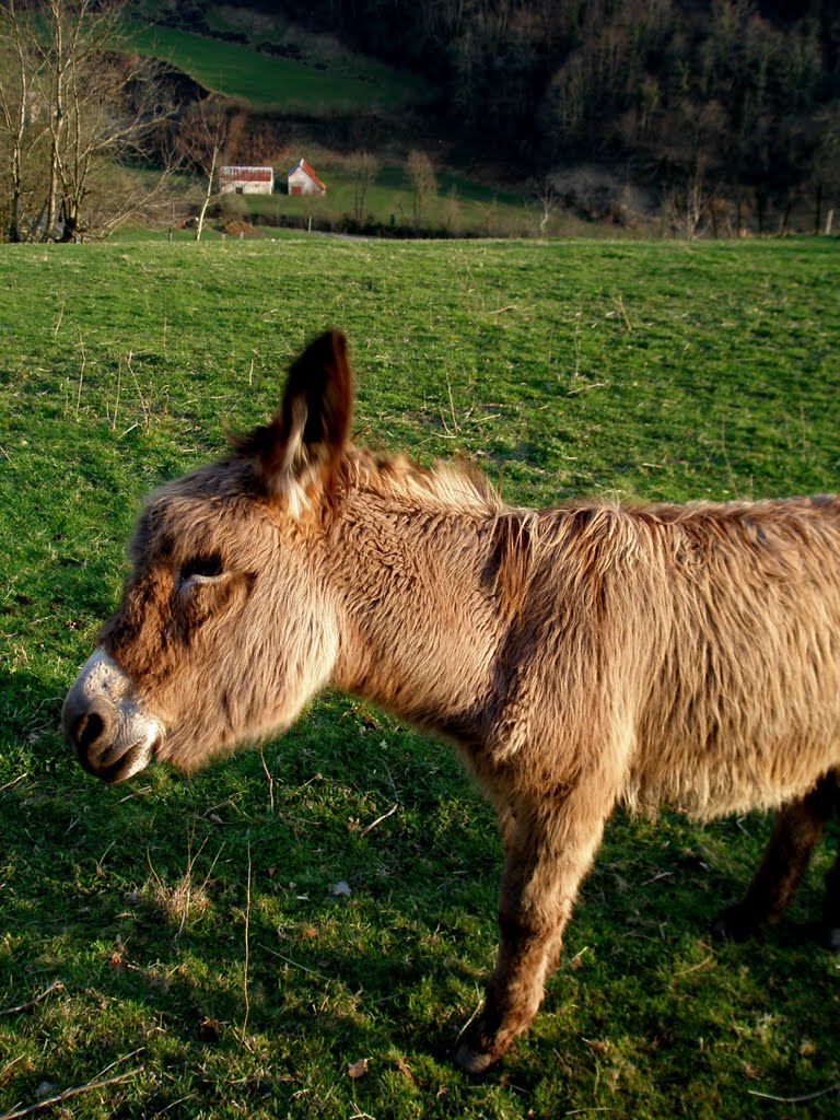 Un burro en Sainte Engrâce que se miraba con cara rara by Manuel Viñuales