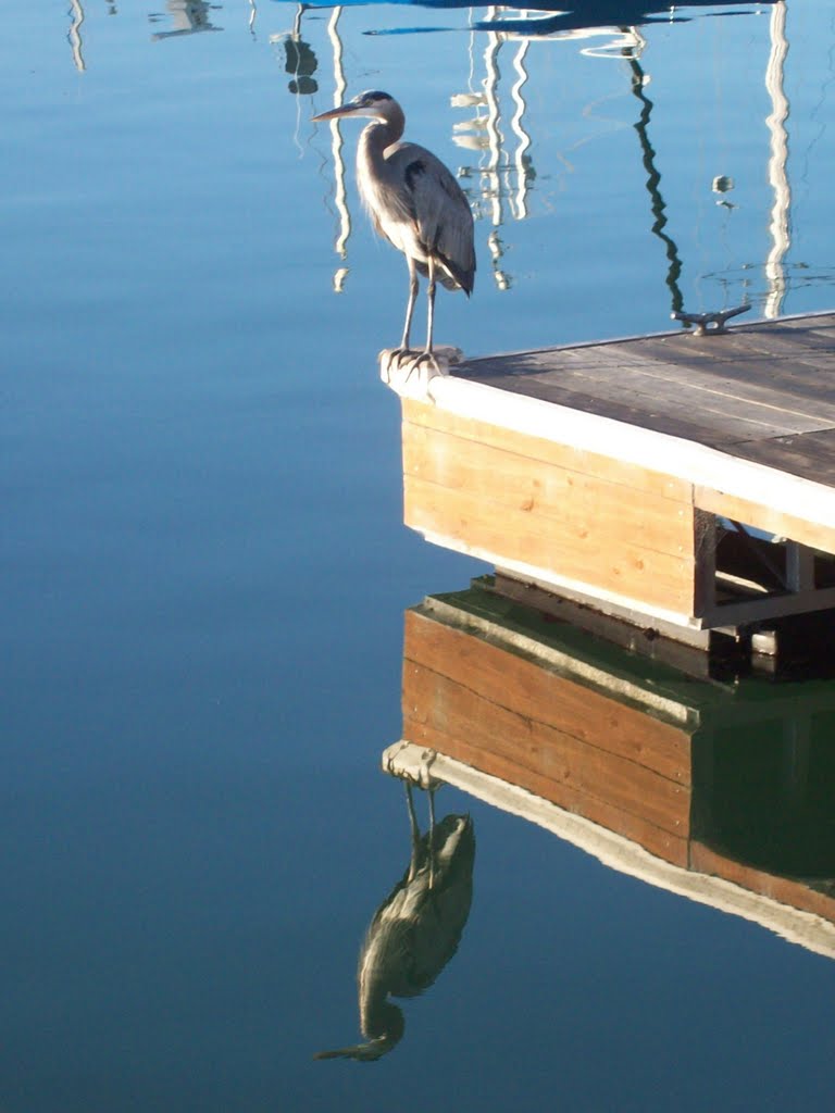 Blue Heron Beauty by RichCasillas