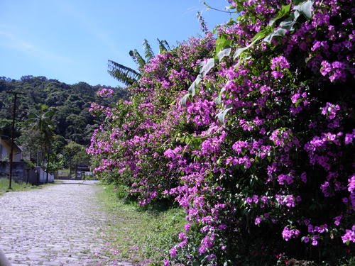 Flôres de Primavera embelezam as ruas da Vila inglêsa, em Paranapiacaba. by joao batista shimoto