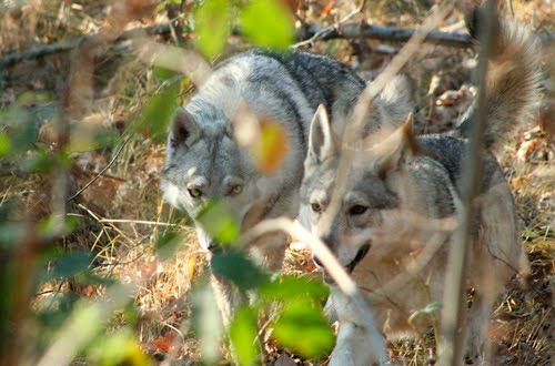 Quando il lupo ti guarda (W.W.W. = When the Wolf Watching you). Lupi cecoslovacchi (Wolves Czechoslovakian). Villaggio Verde, Cavallirio, 18 novembre 2007 by Marco Ferrari