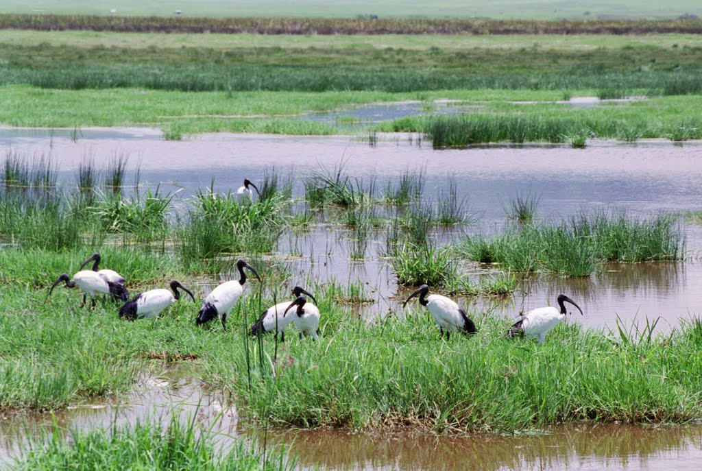 Ibis sacrés by Gerard Cuchet