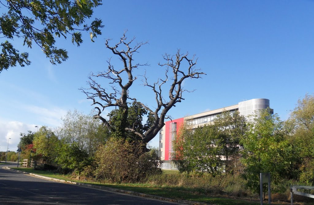 The Old dead Oak fronts the new build . by Bobsky.