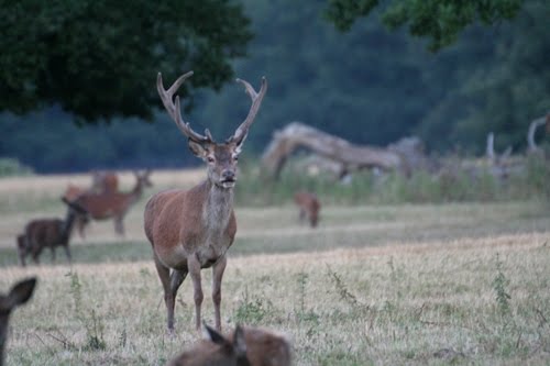 What big Antlers you have - The Windsor Deer Park by jonnyharry