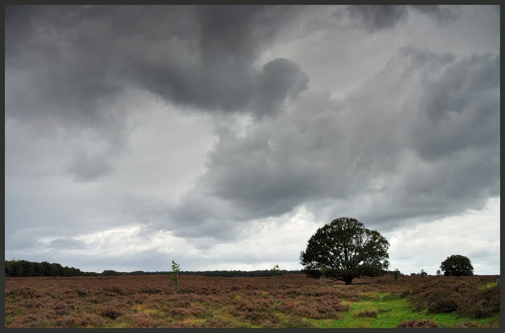 Heide bij Oud Reemst by Jan Visser