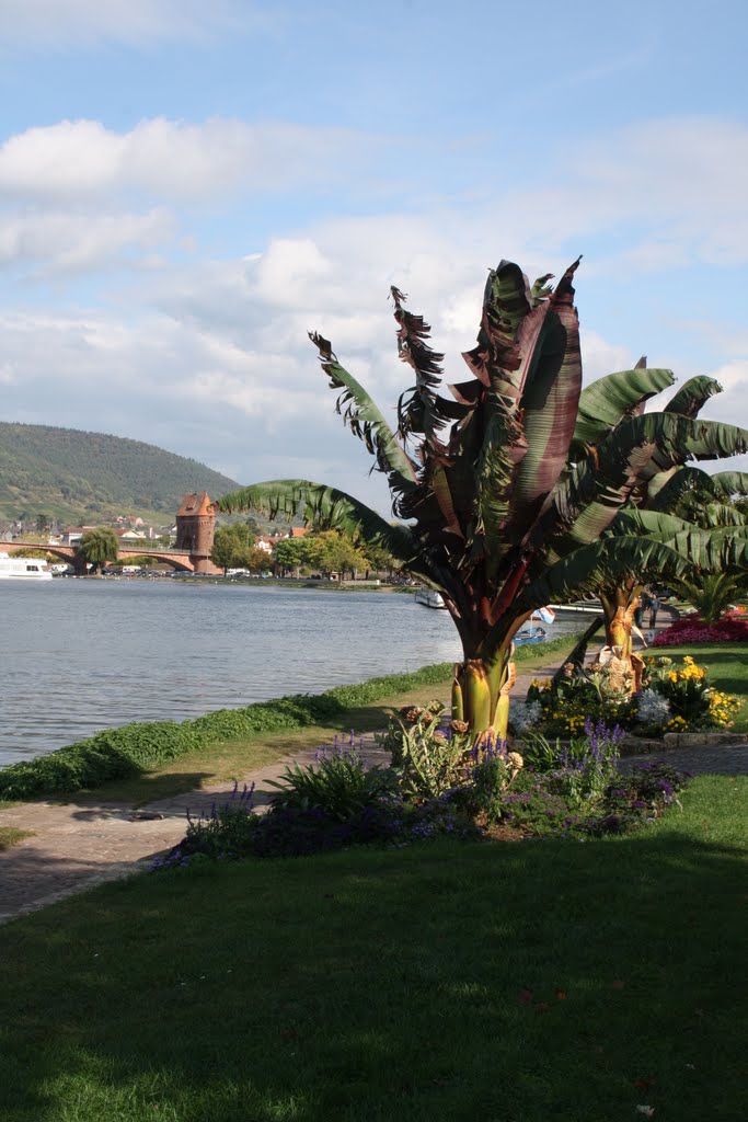 Miltenberg - Panoramablick by MichelD04