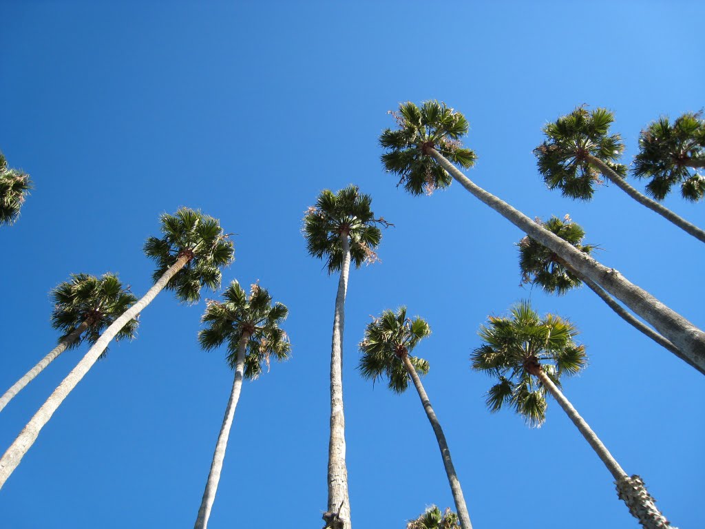 Palm trees at Cabrillo Boulevard by jesfab