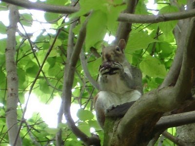 Wildlife in Taunton by Pedro Paulino