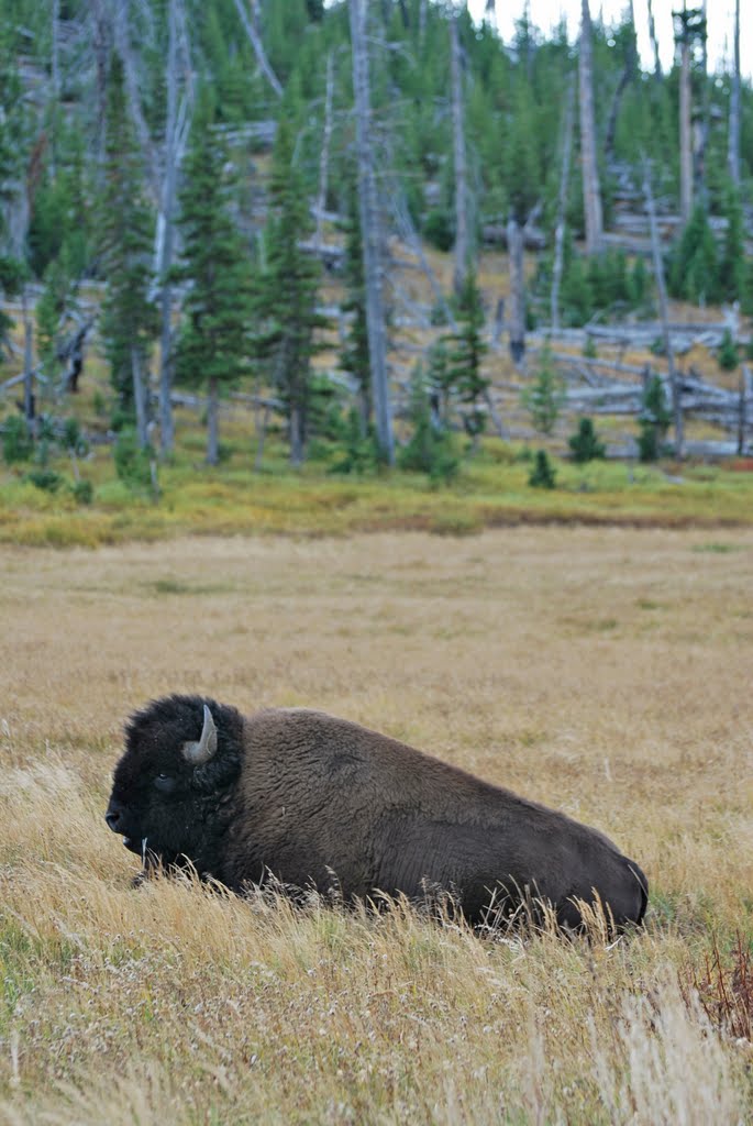 Cascade Lake Trail, Yellowstone NP, WY by bobbudi