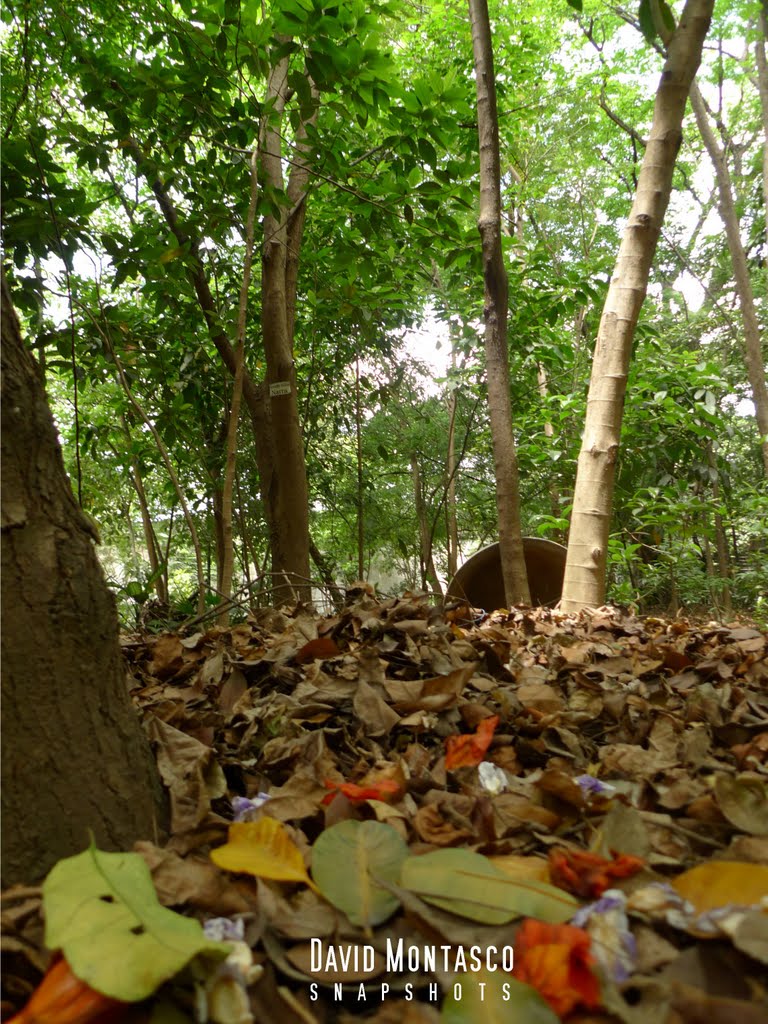 Arroceros Forest Floor by David Montasco