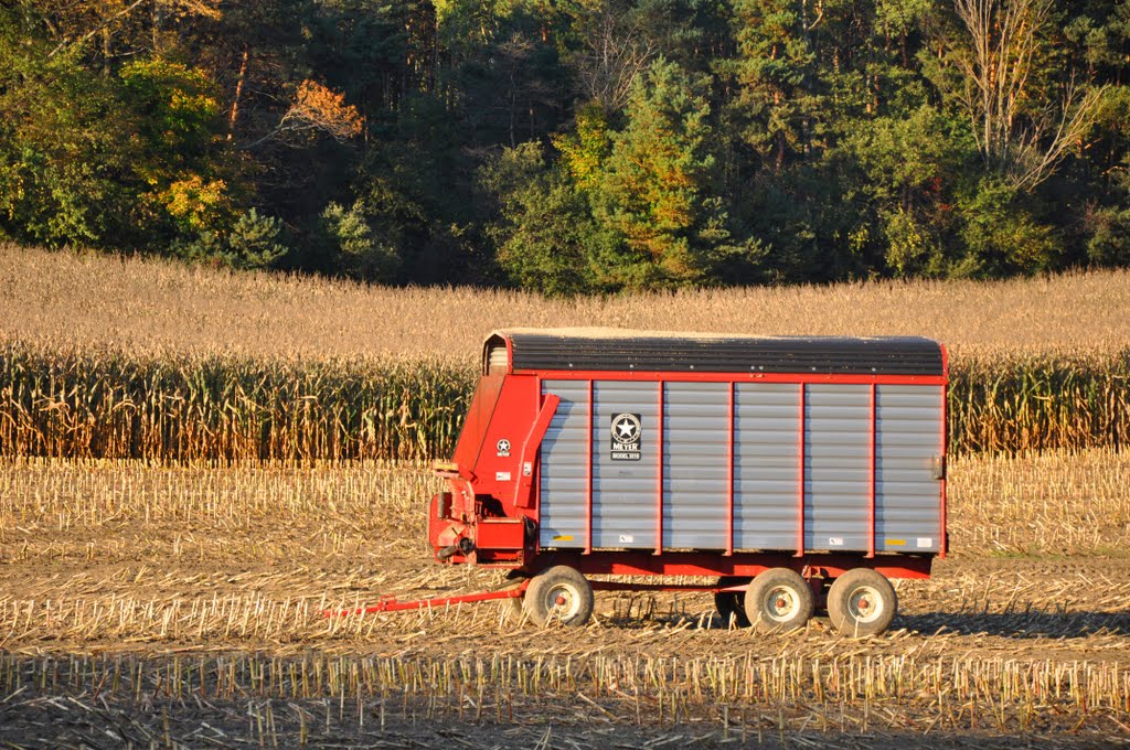 Corn harvest by Virginia Keith