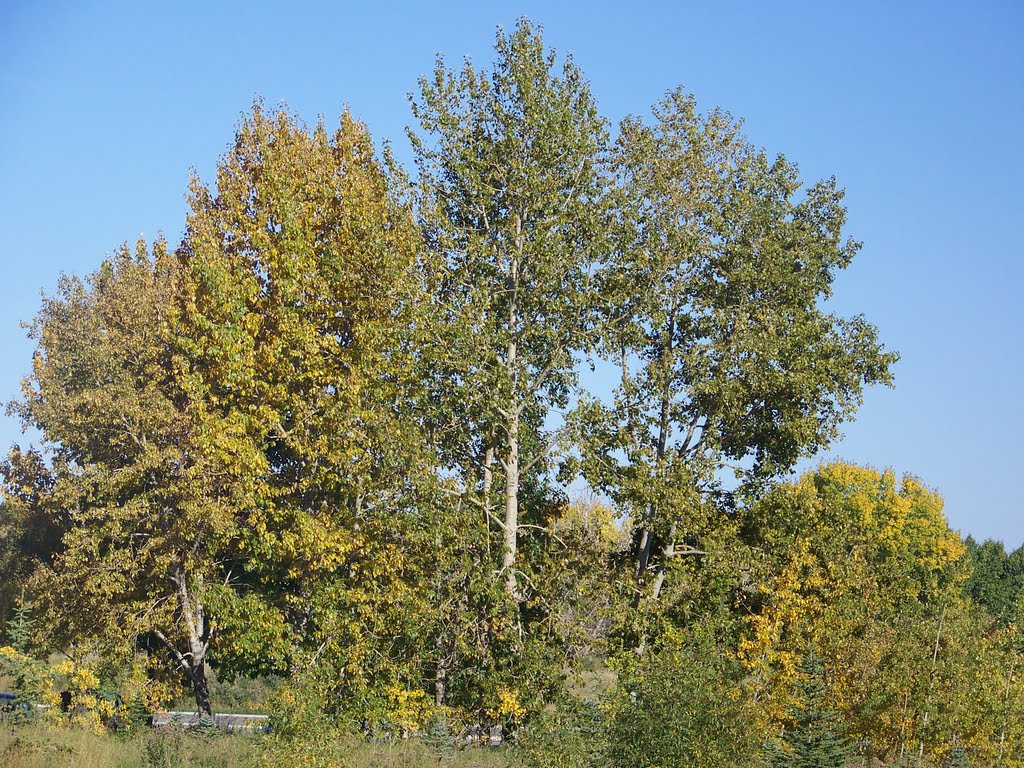 Fish Creek Park by Feng Xu Yong Men