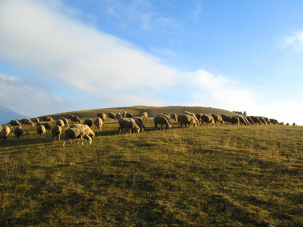 Pecore al pascolo - Castelluccio di Norcia by ANDREA GERVASONI