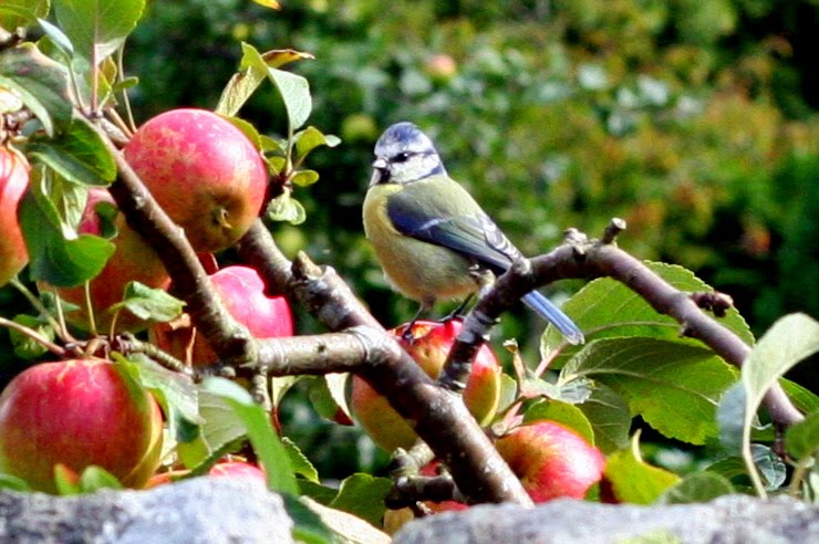 Interrupted meal - stroppy little blue-tit. by Jan Åge Pedersen