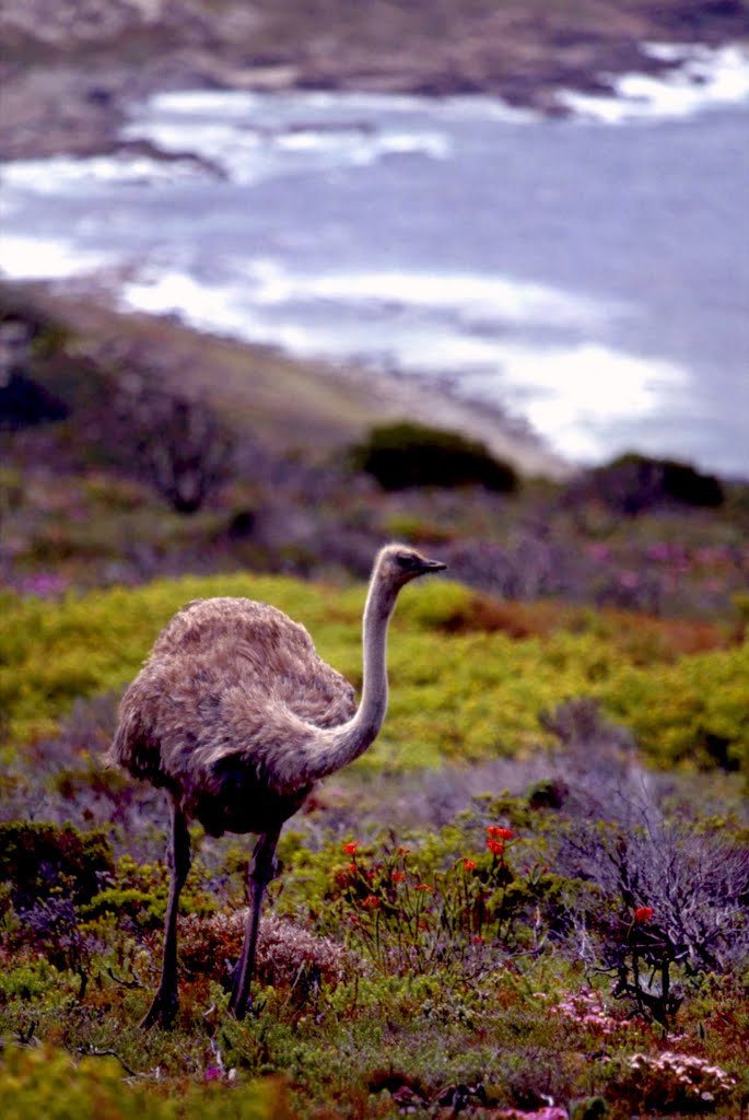 Old slides: cape ostrich by Graham Hobbs