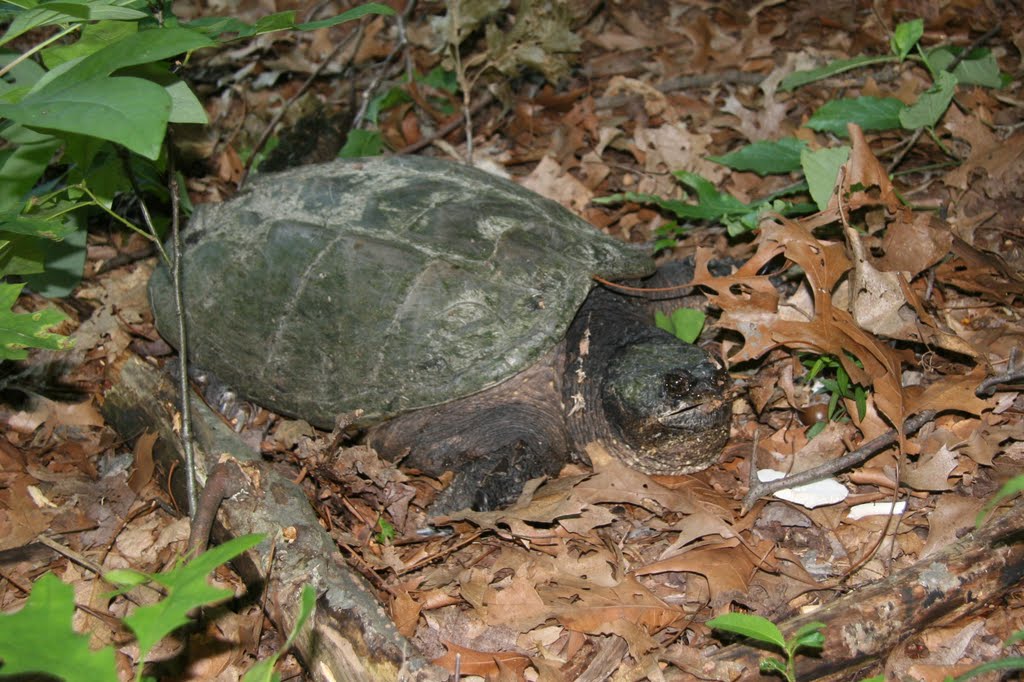 Snapping Turtle by joedodger6